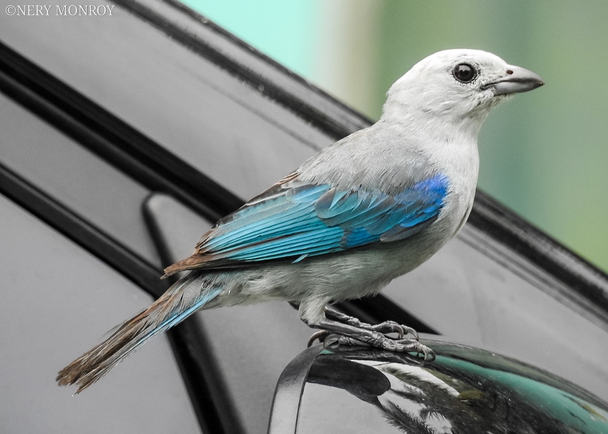 Blue-gray Tanager - ML478858281