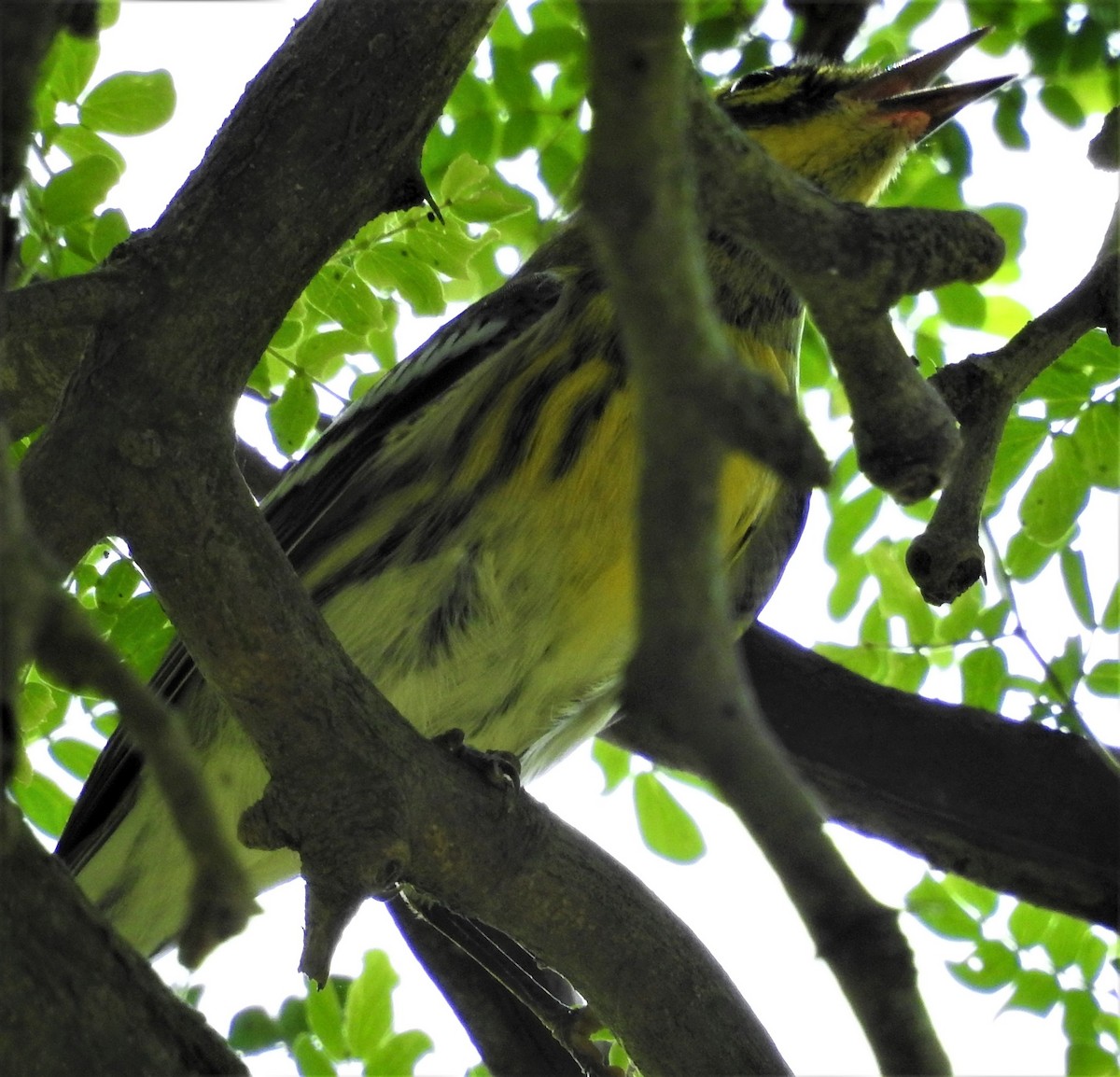 Townsend's Warbler - ML478860021