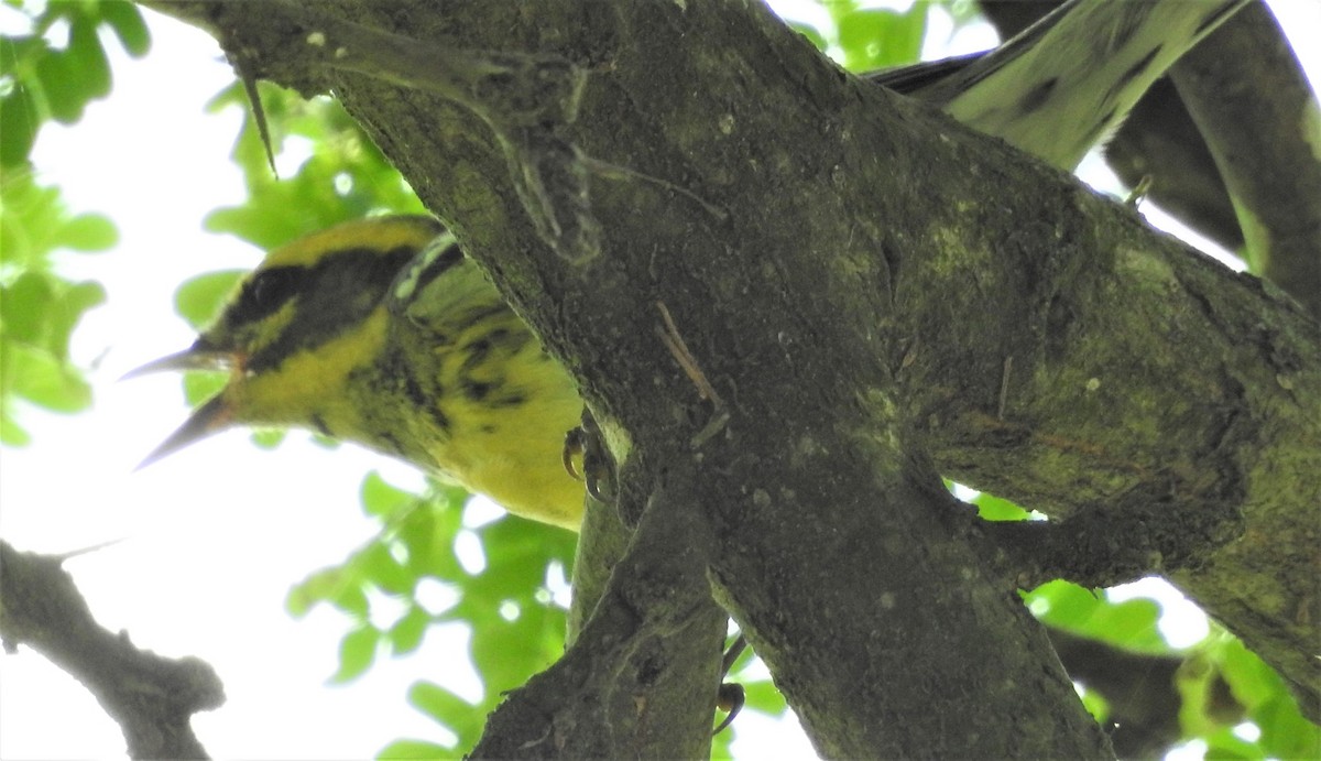 Townsend's Warbler - Ed Roeder