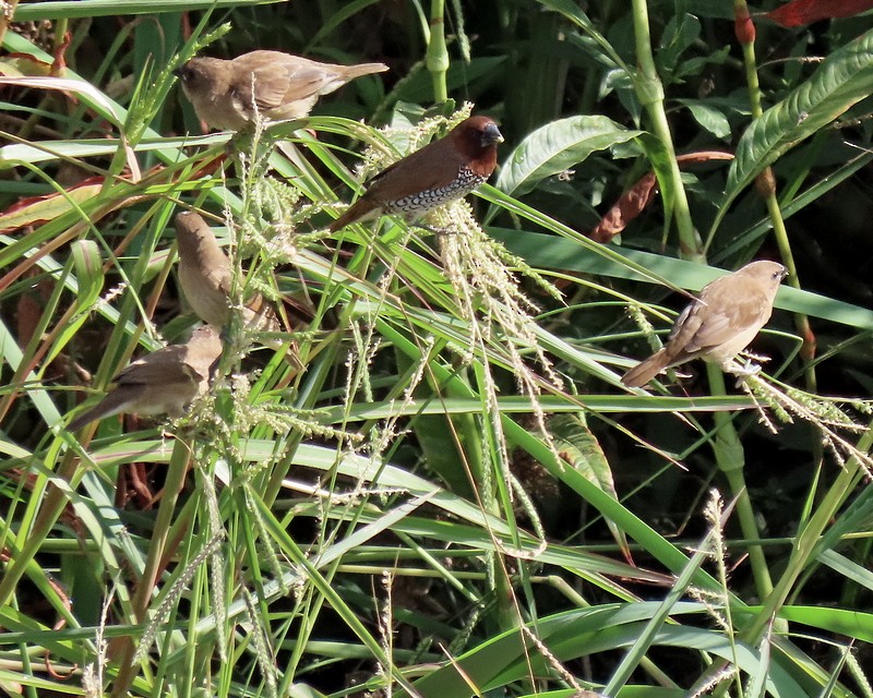 Scaly-breasted Munia - ML478860501