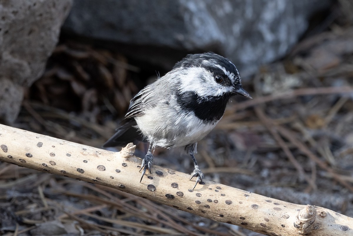 Mountain Chickadee - Kathryn Alexander