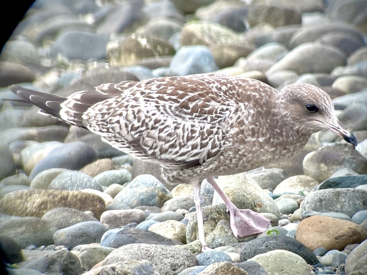 Gaviota Californiana - ML478861871