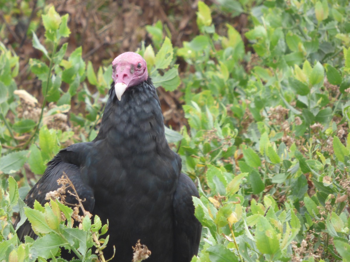 Turkey Vulture - ML478862971