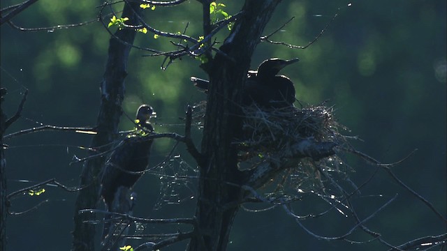 Neotropic Cormorant - ML478863