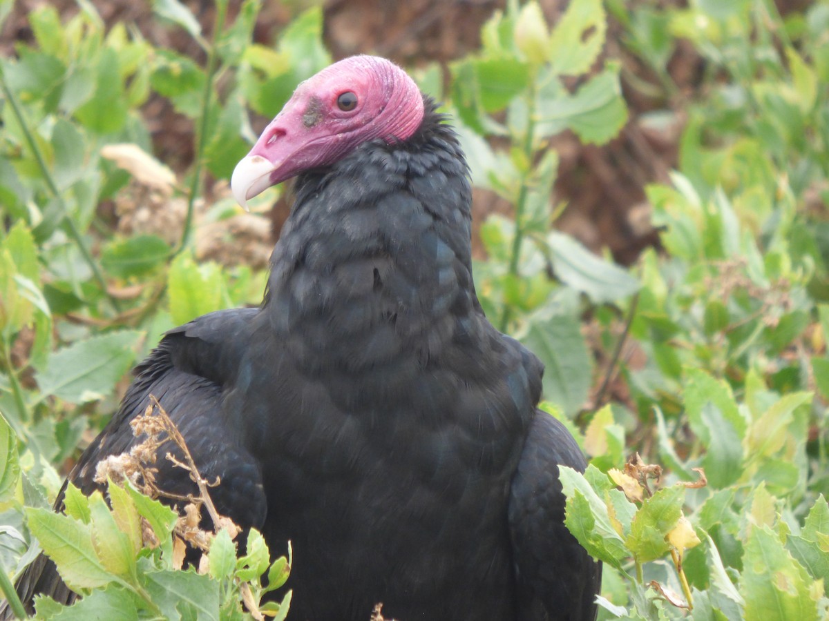 Turkey Vulture - ML478863311