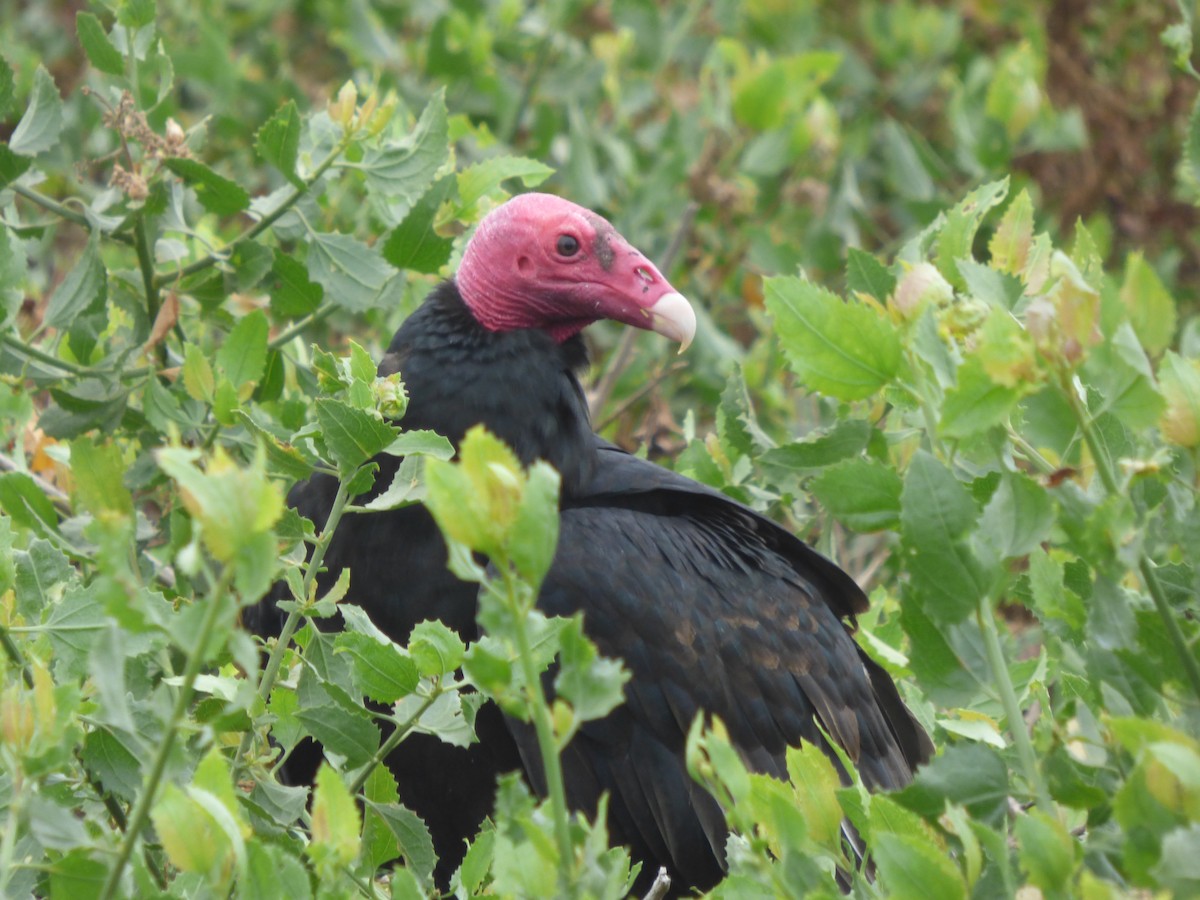 Turkey Vulture - Antonieta Gonzalez Soto