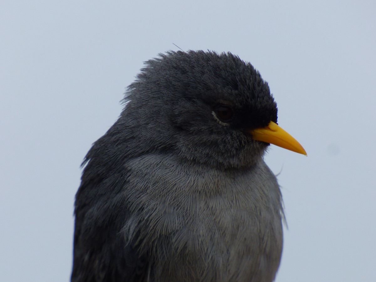 Slender-billed Finch - Antonieta Gonzalez Soto