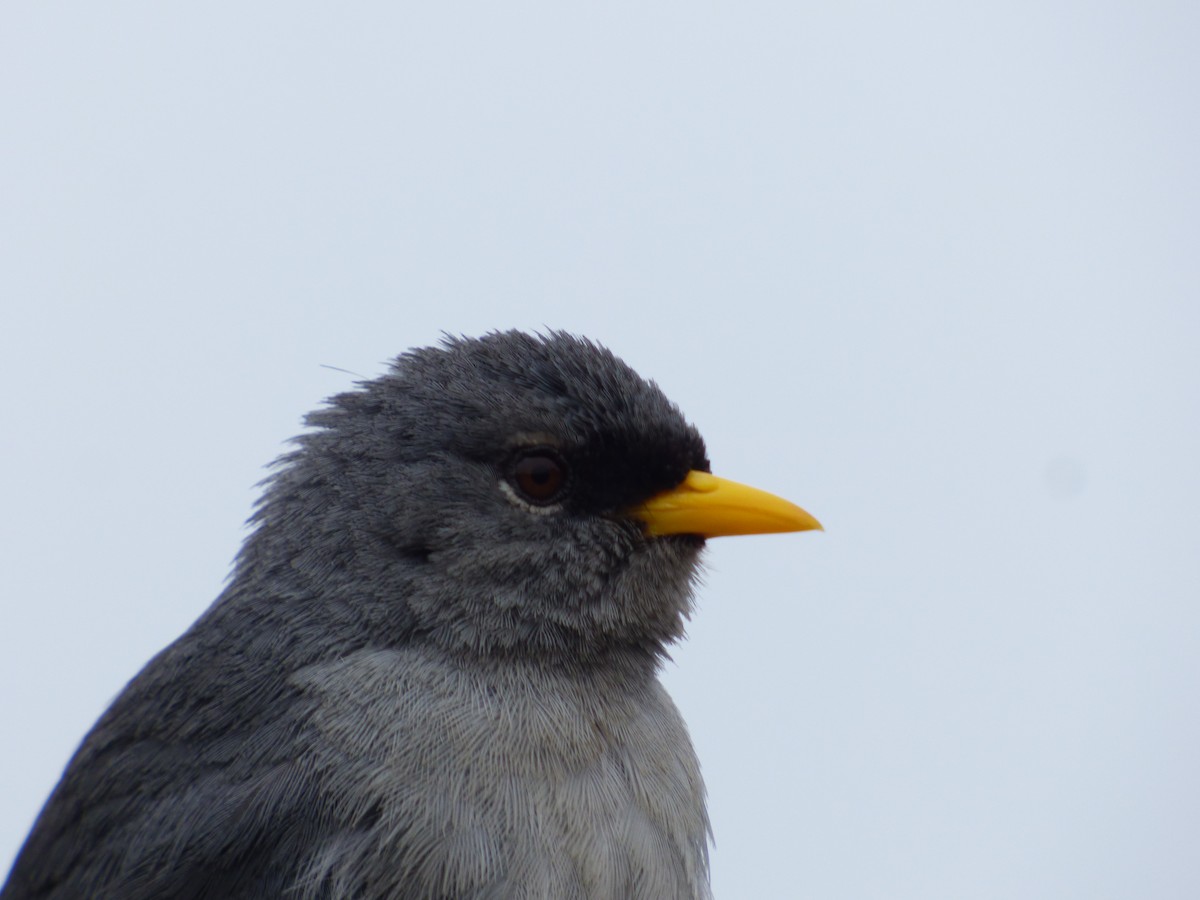 Slender-billed Finch - ML478863611