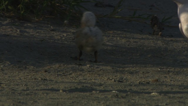 Royal Tern - ML478864