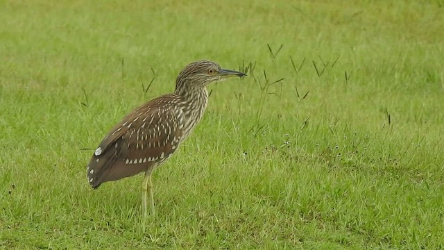 Black-crowned Night Heron - ML478865681