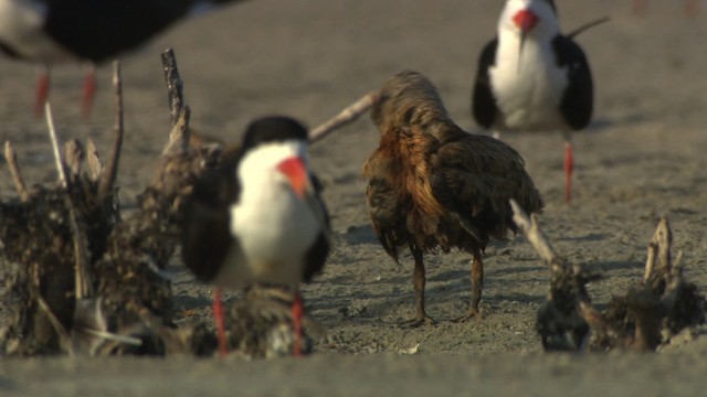 Black Skimmer (niger) - ML478866