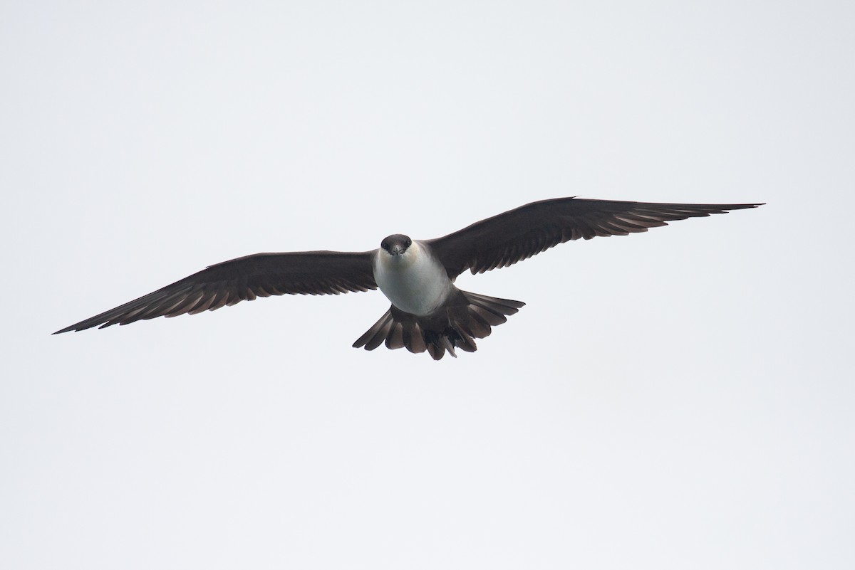 Long-tailed Jaeger - ML478866551