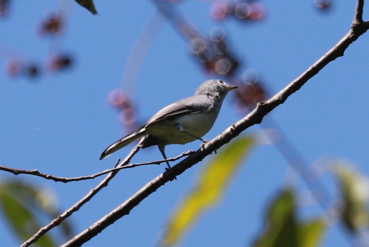 Blue-gray Gnatcatcher - Debra Rittelmann