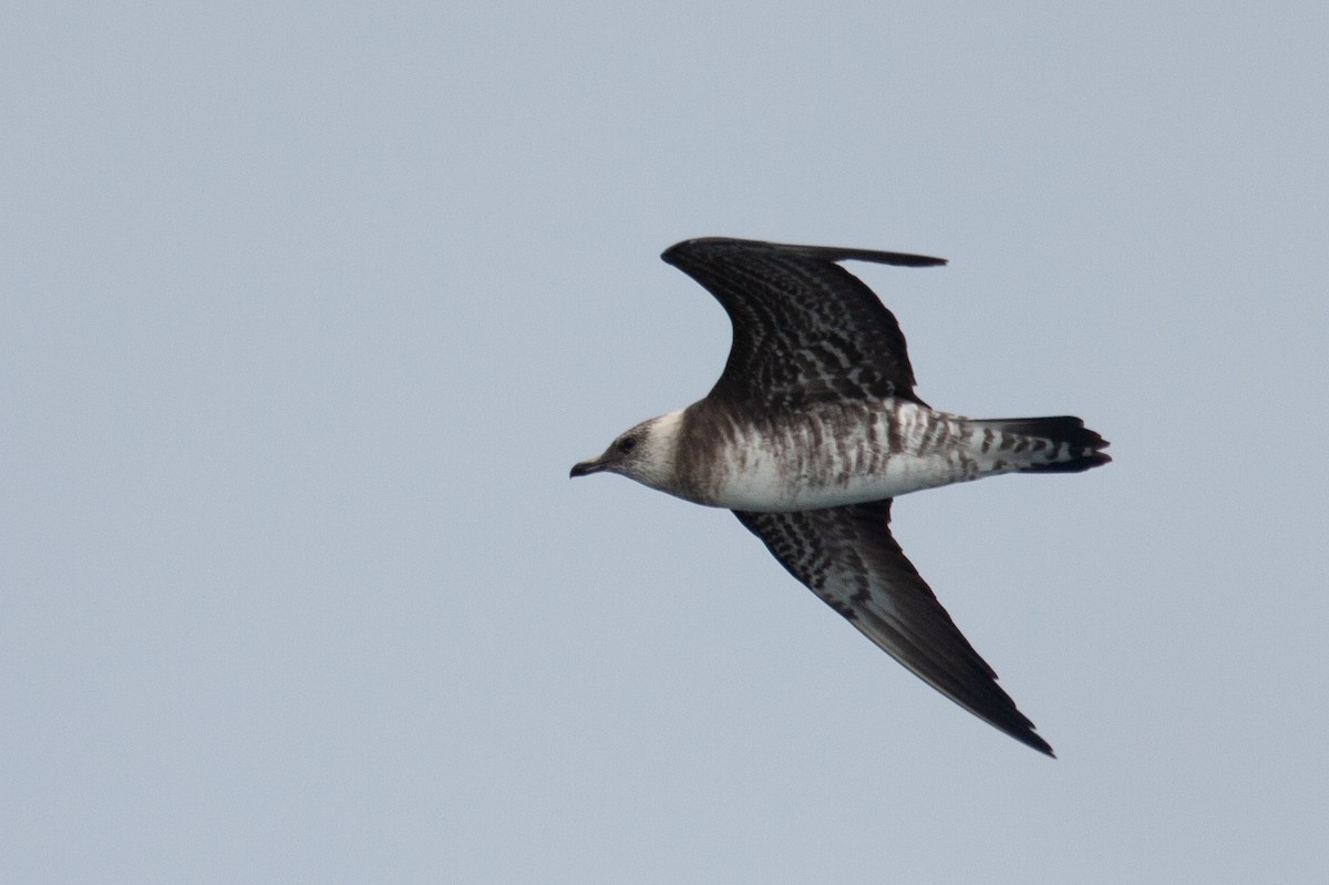 Long-tailed Jaeger - ML478867471