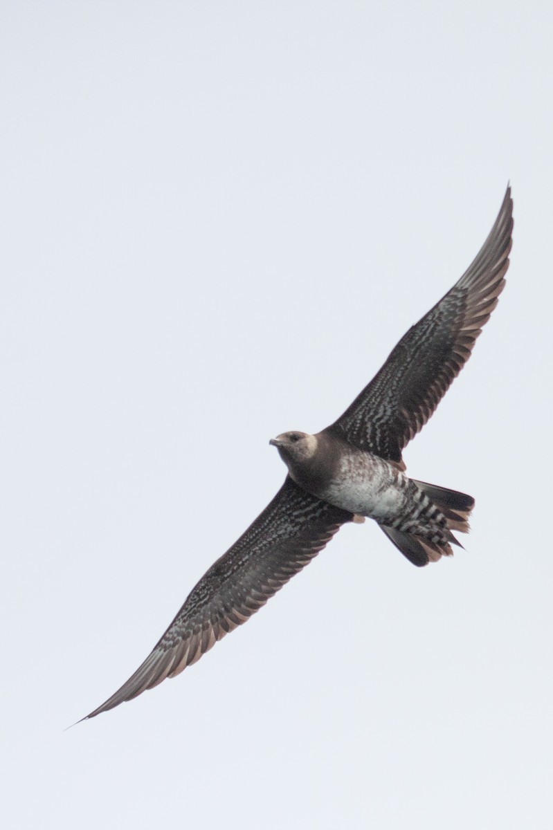 Long-tailed Jaeger - ML478867491