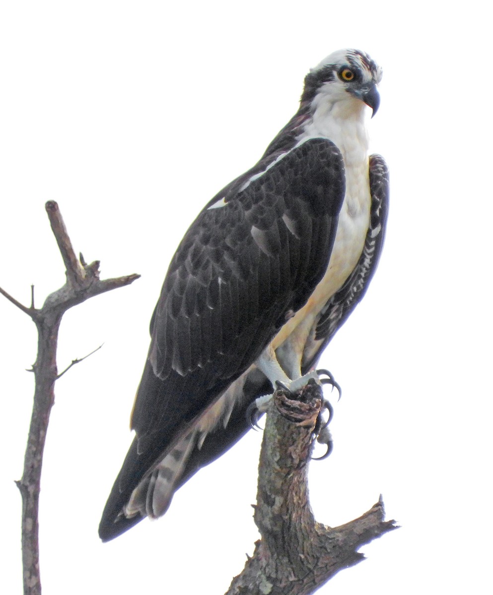 Osprey - ML478867561