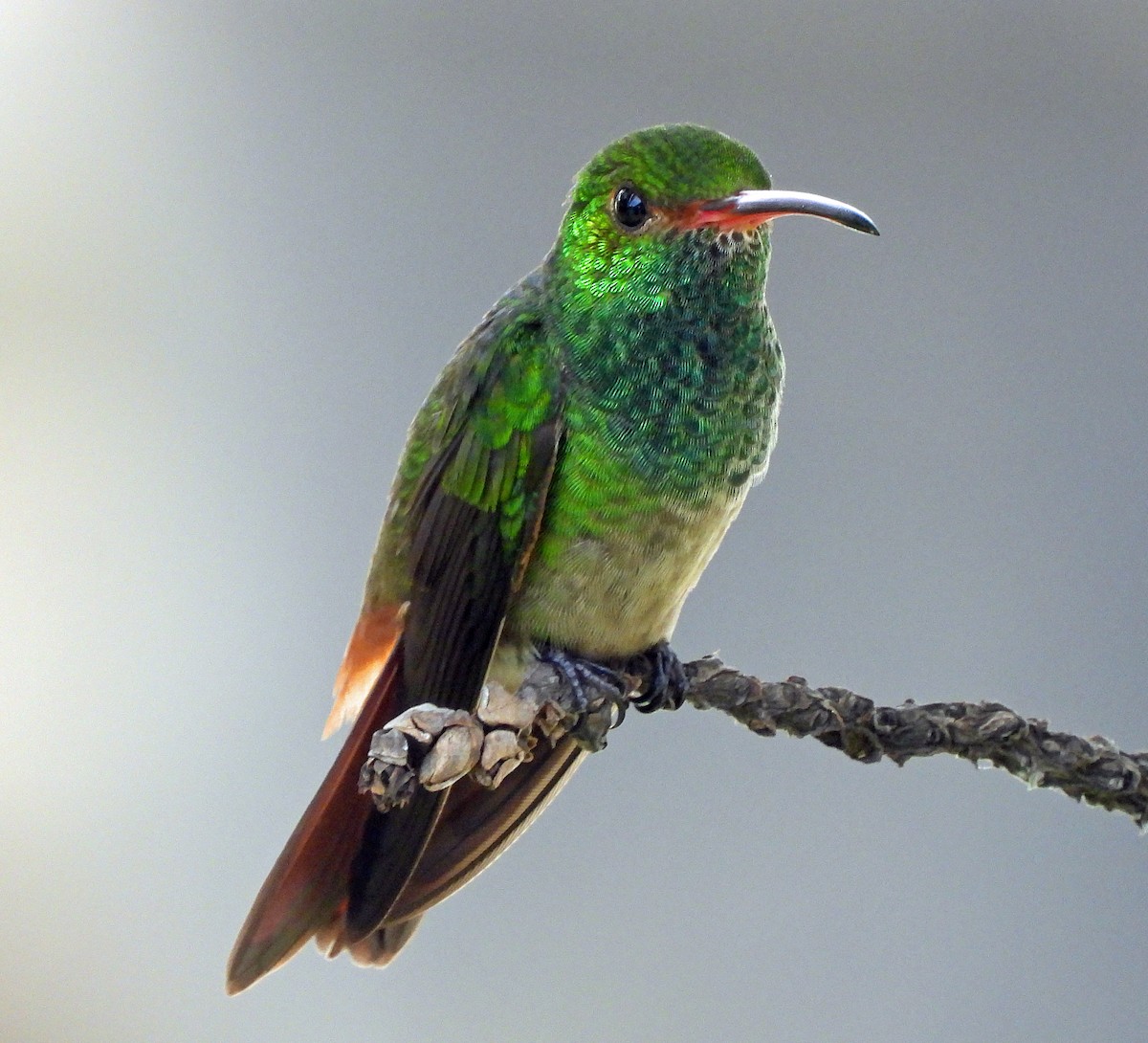 Rufous-tailed Hummingbird - ML478867731