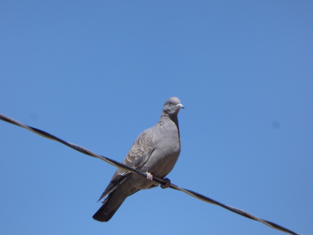 Spot-winged Pigeon - ML478868221