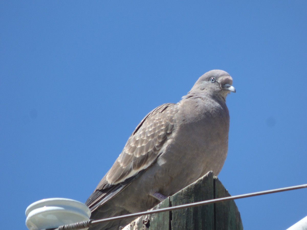 Spot-winged Pigeon - ML478868271