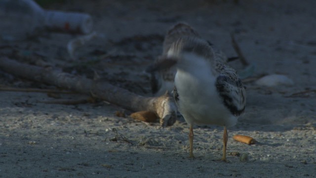 zoboun americký (ssp. niger) - ML478870