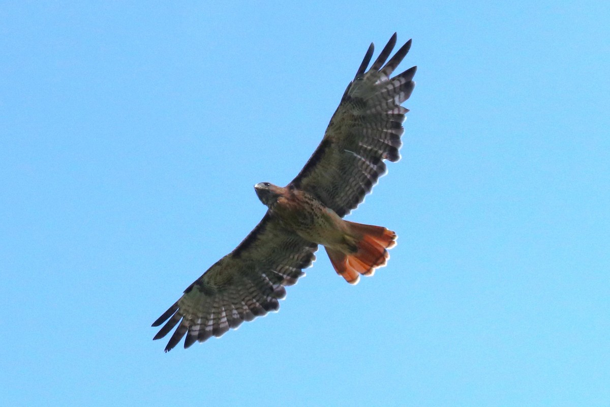 Red-tailed Hawk - Warren Cronan