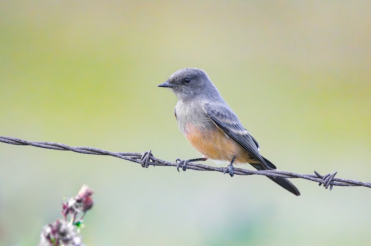 Say's Phoebe - ML478870501