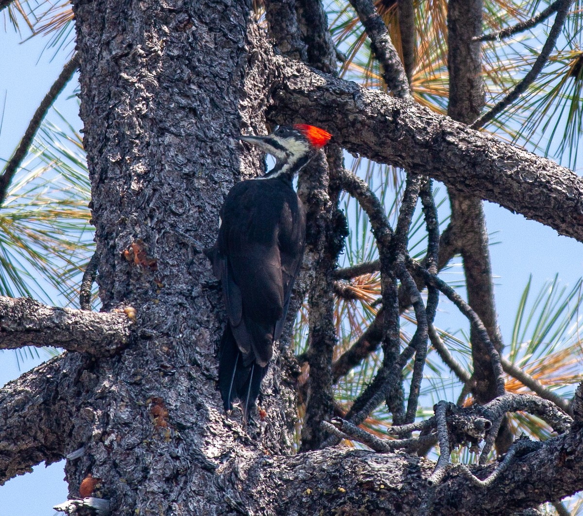 Pileated Woodpecker - ML478870521