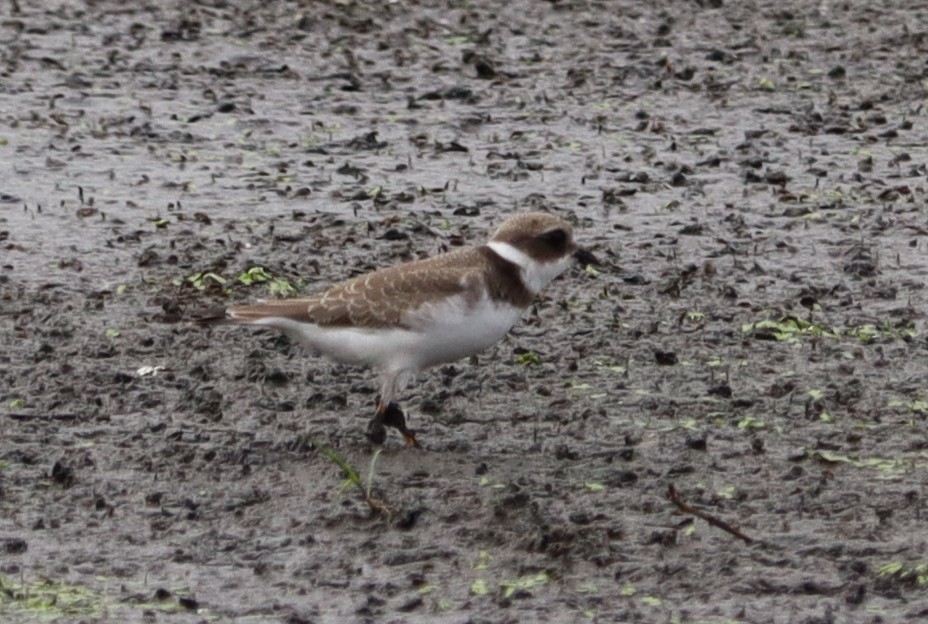 Semipalmated Plover - ML478871251