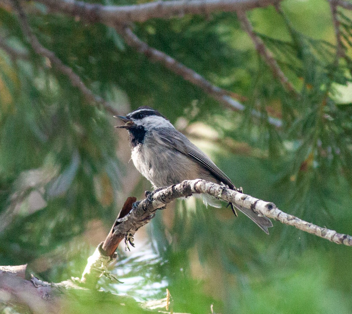 Mountain Chickadee - ML478871321