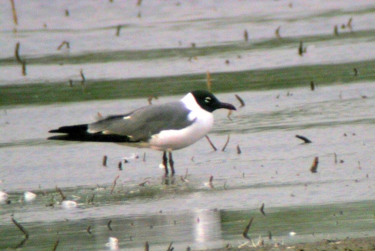 Laughing Gull - ML478871471