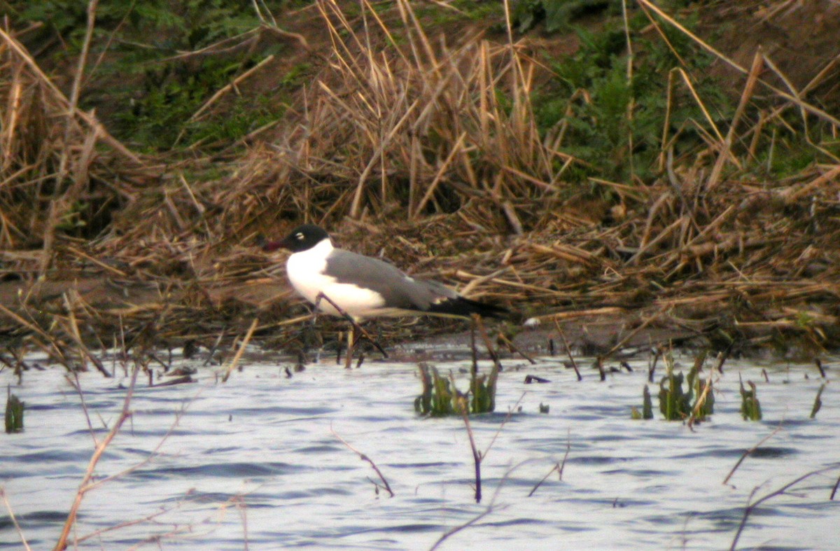 Laughing Gull - ML478871481