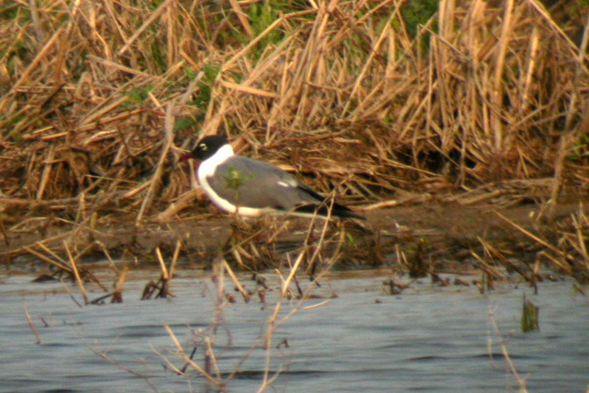 Laughing Gull - ML478871491