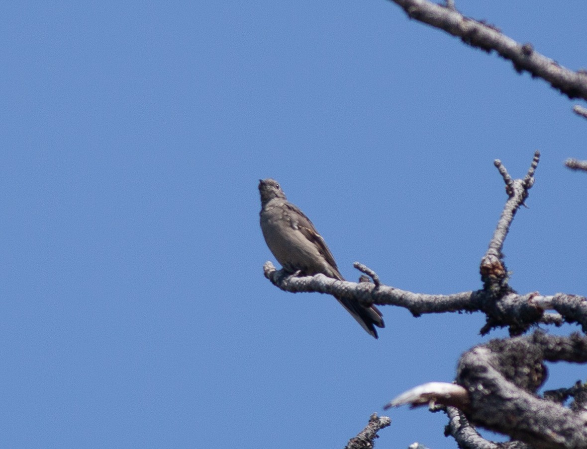 Townsend's Solitaire - ML478871991