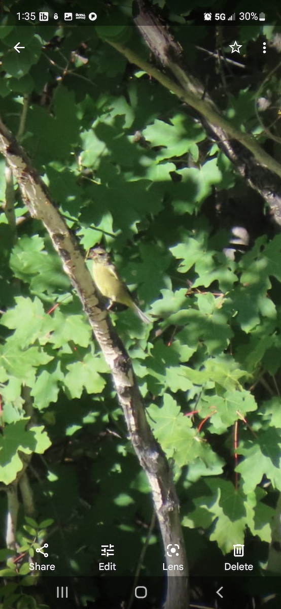 Orange-crowned Warbler - ML478872851