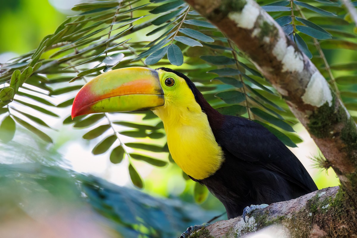 Keel-billed Toucan - ML478873591