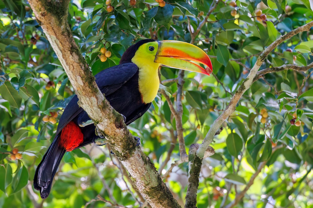 Keel-billed Toucan - ML478874241