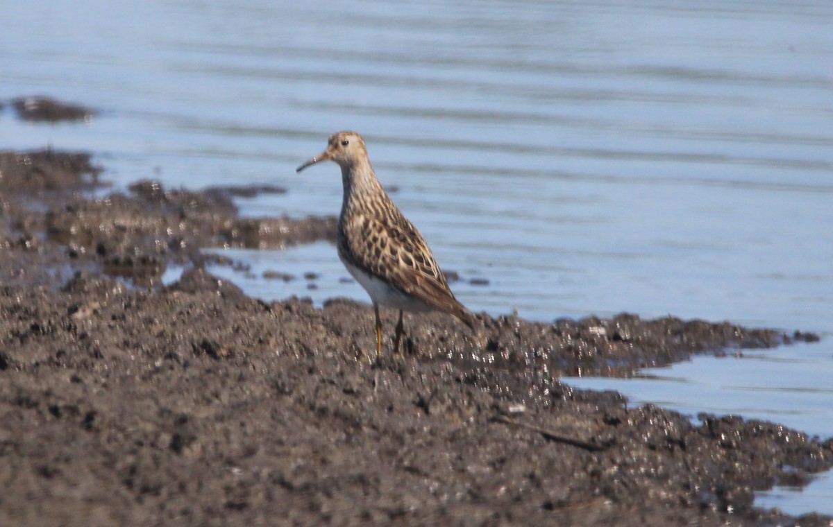 Pectoral Sandpiper - Jonathan Wilhelms