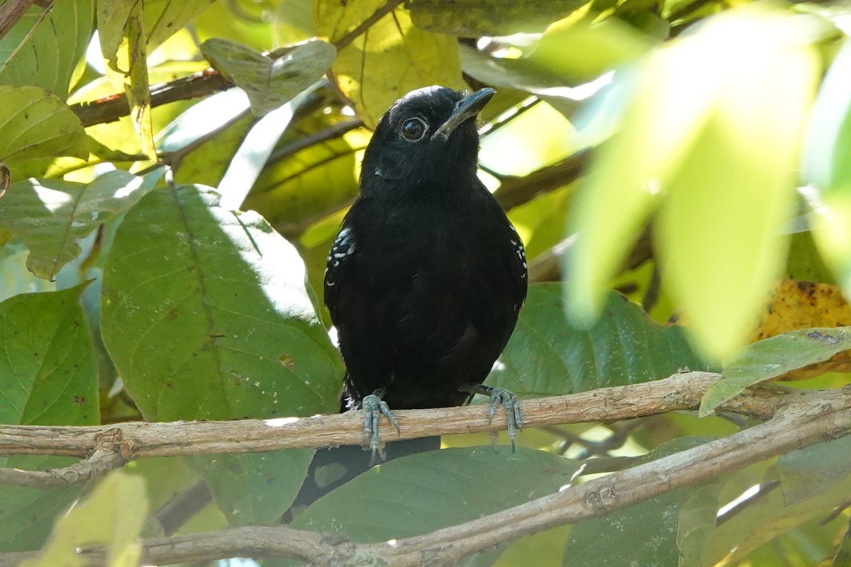 Bananal Antbird - ML478877021