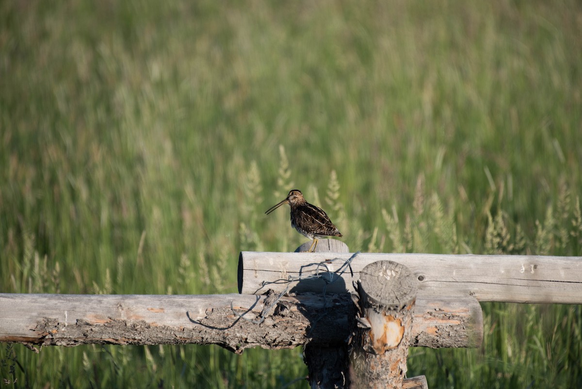 Wilson's Snipe - ML47887711
