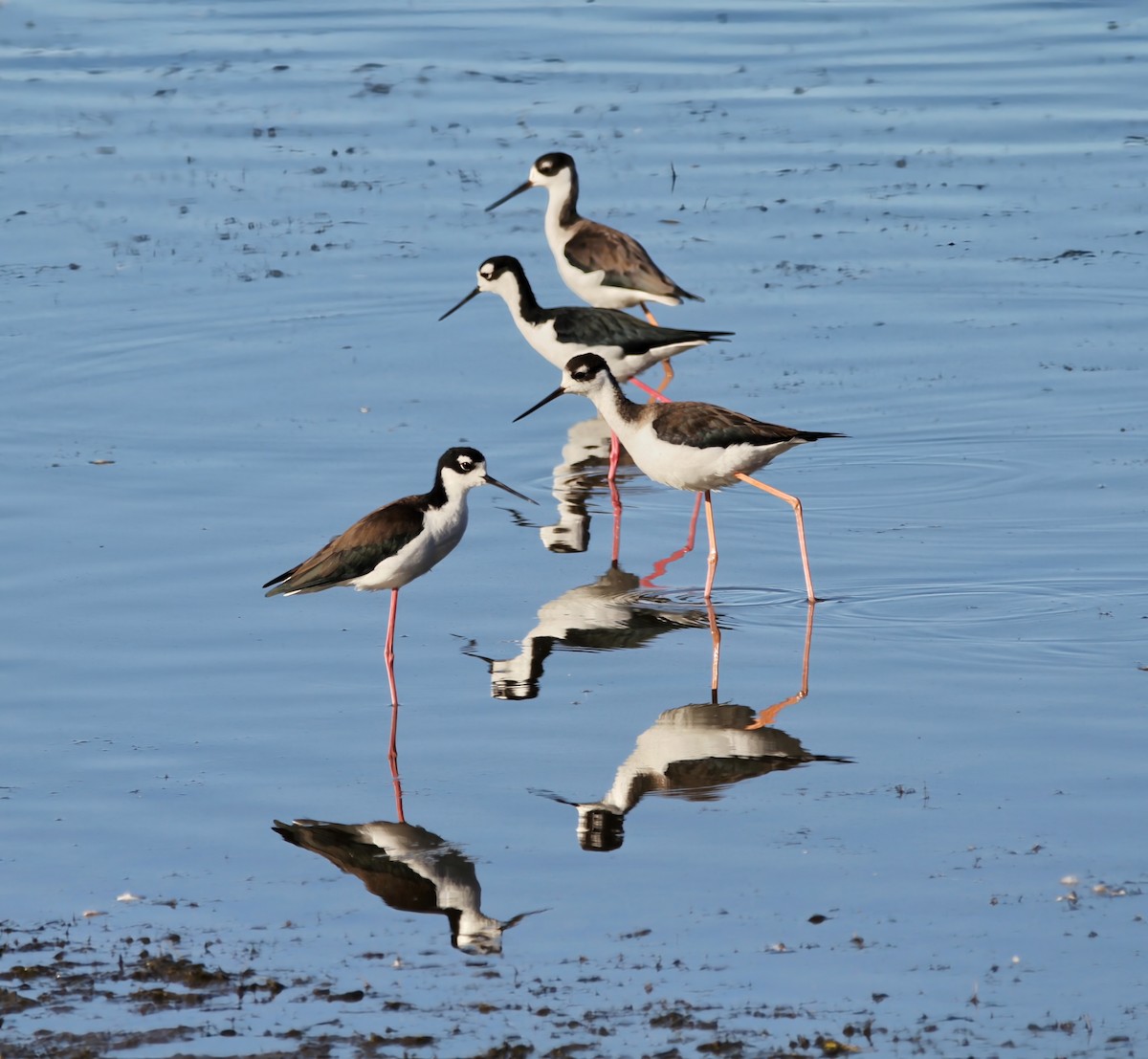 Black-necked Stilt - ML478878601