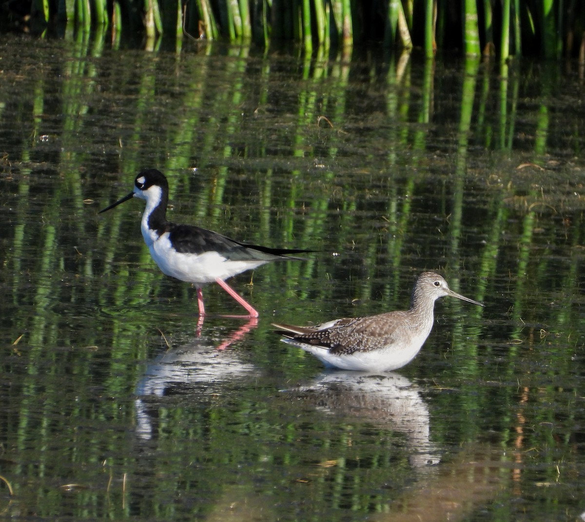 Black-necked Stilt - ML478878611