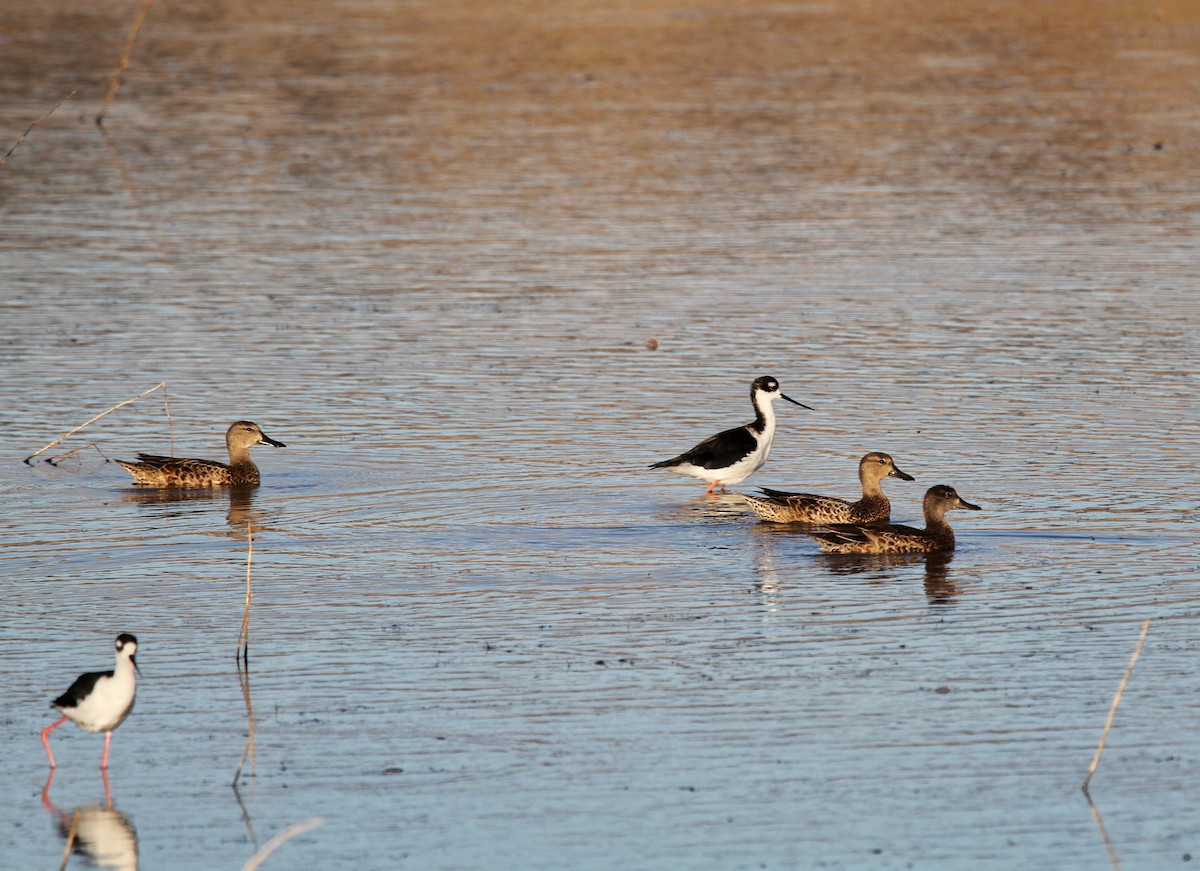 Black-necked Stilt - ML478878621