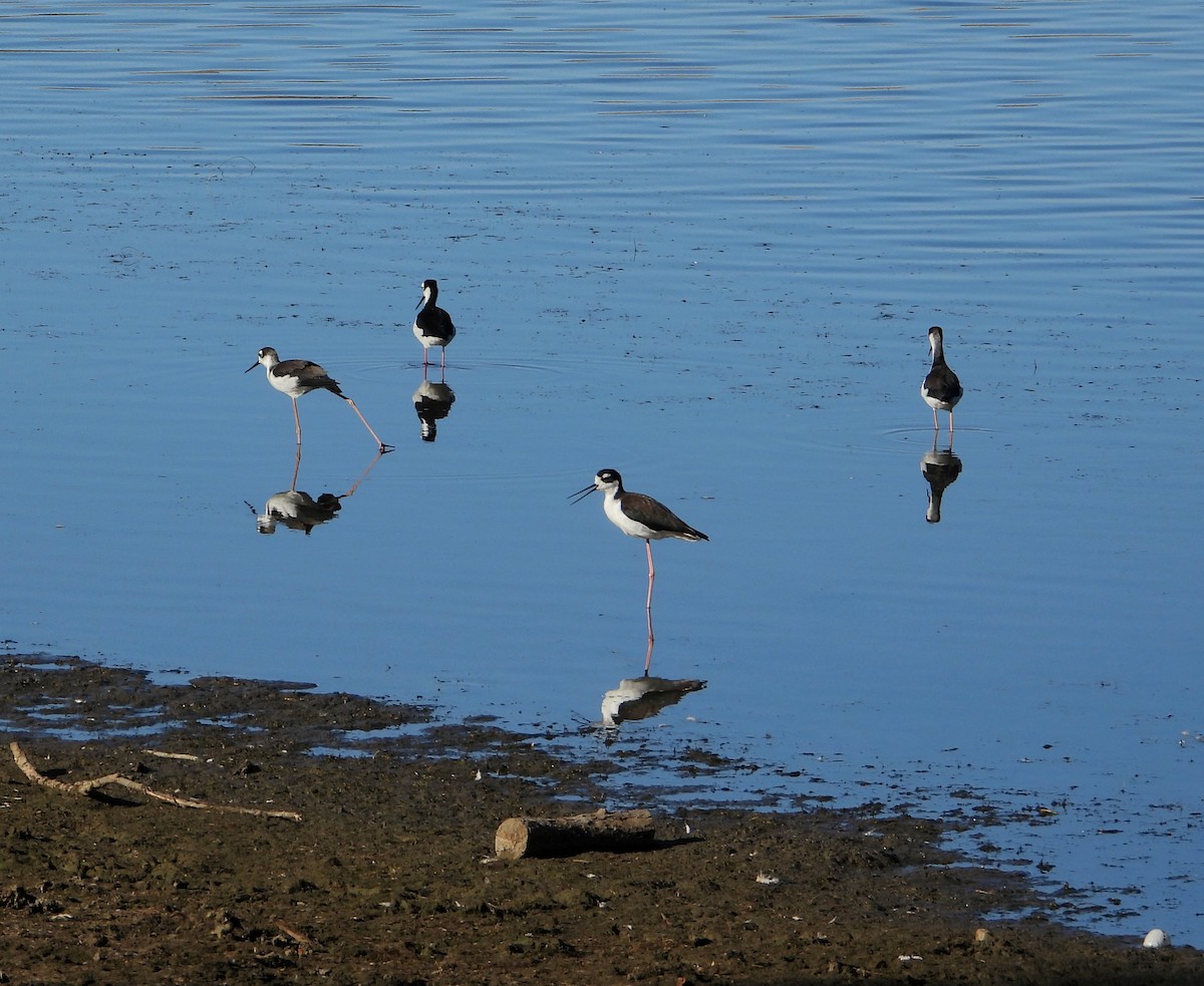 Black-necked Stilt - ML478878821