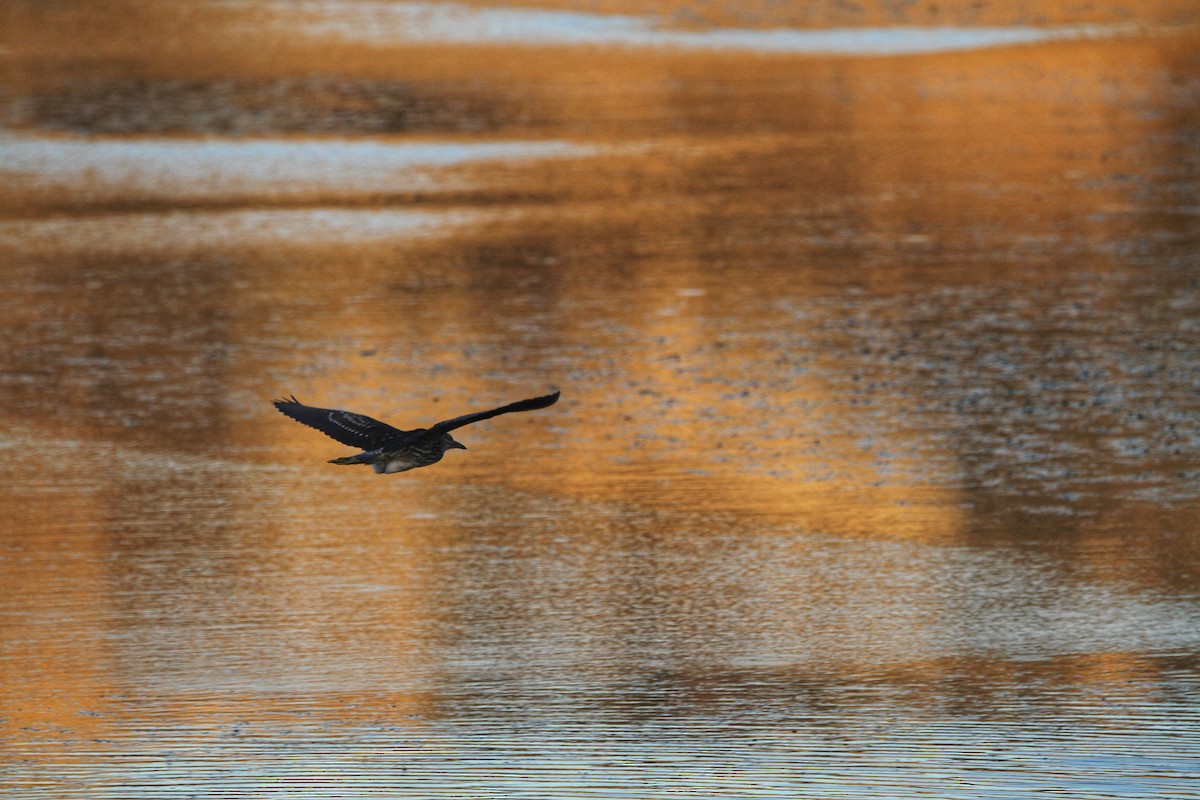 Black-crowned Night Heron - ML478878861