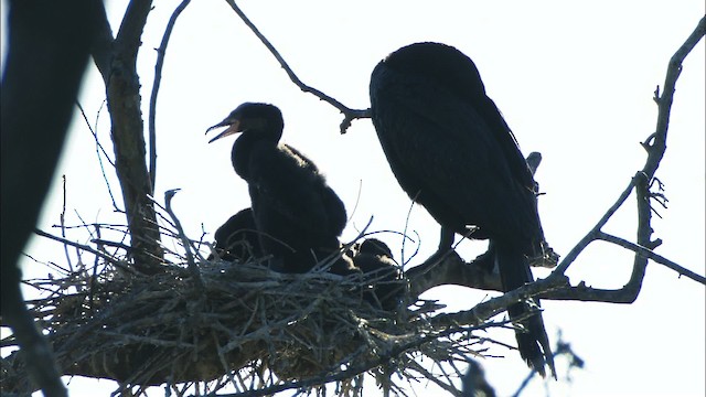 Neotropic Cormorant - ML478881