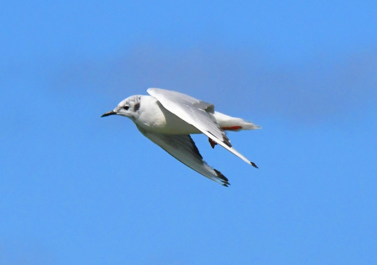 Bonaparte's Gull - Michael Hatton
