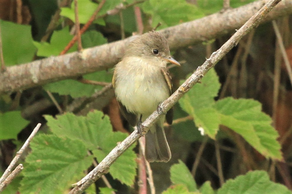 Willow Flycatcher - ML478883201