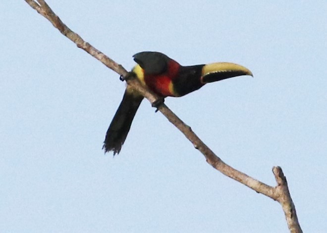 Red-necked Aracari - ML478883561