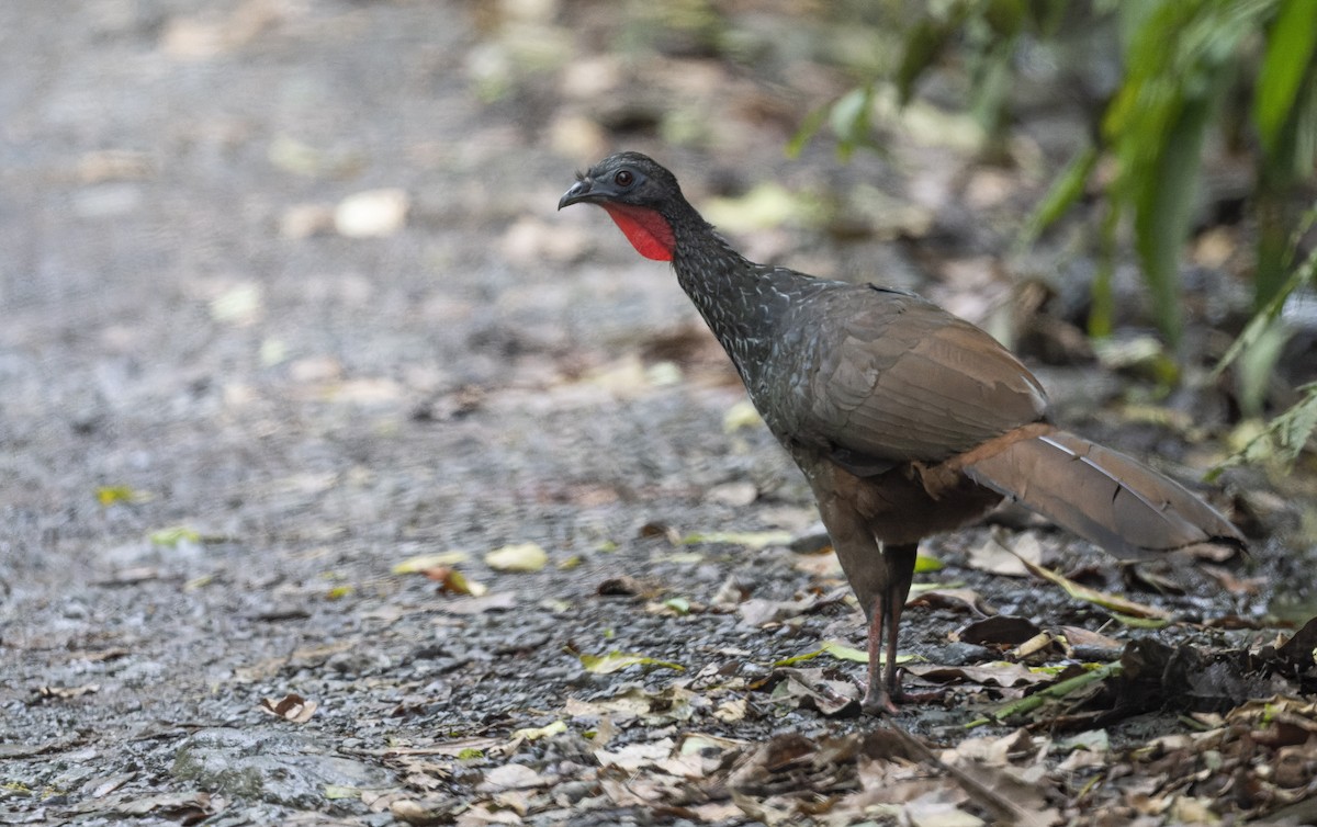 Cauca Guan - ML478884061