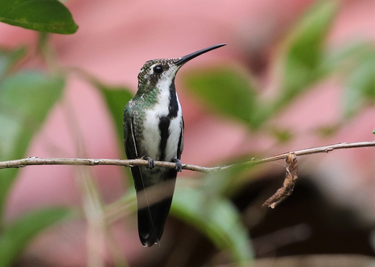 Black-throated Mango - Dean LaTray